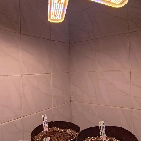 Purple Punch Autoflower growlog timeline photo