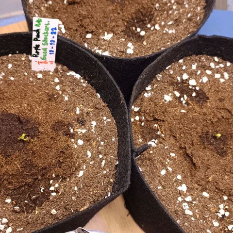 Purple Punch Autoflower growlog timeline photo