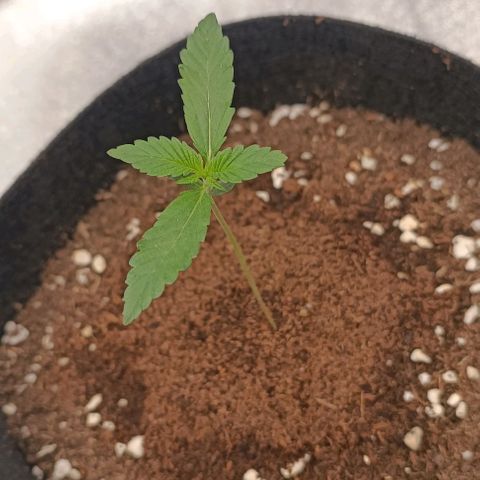 Purple Punch Autoflower growlog timeline photo