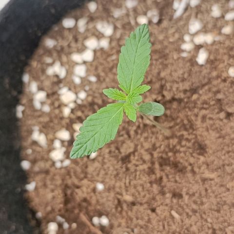 Purple Punch Autoflower growlog timeline photo