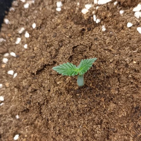 Purple Punch Autoflower growlog timeline photo
