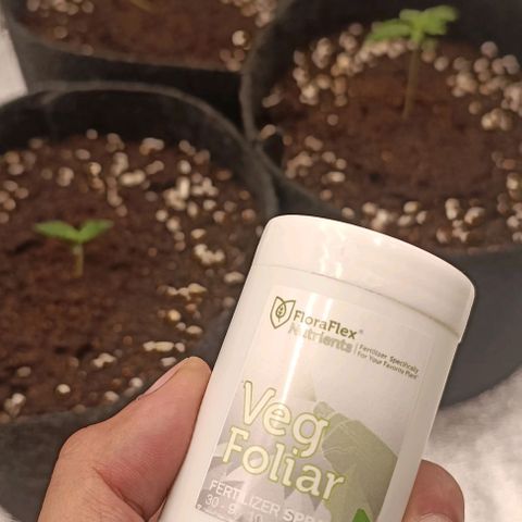 Purple Punch Autoflower growlog timeline photo