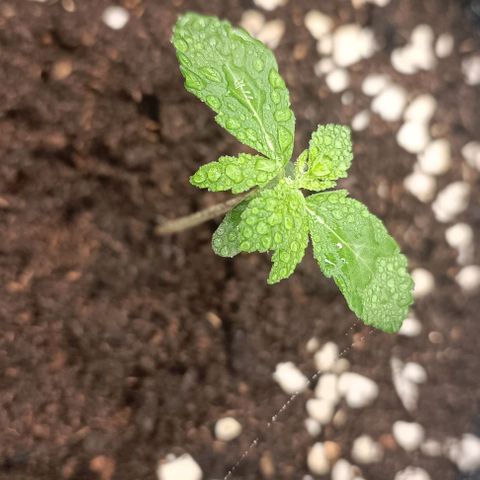 Purple Punch Autoflower growlog timeline photo