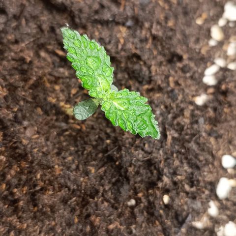 Purple Punch Autoflower growlog timeline photo