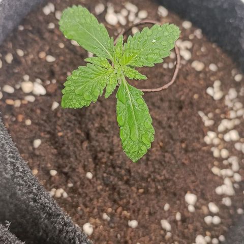 Purple Punch Autoflower growlog timeline photo