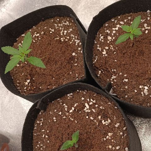 Purple Punch Autoflower growlog timeline photo