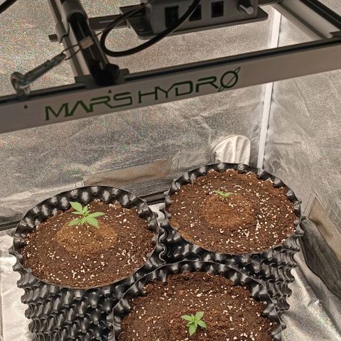 Purple Punch Autoflower growlog timeline photo