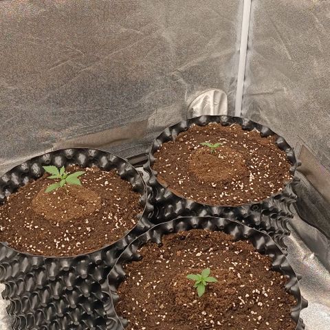 Purple Punch Autoflower growlog timeline photo