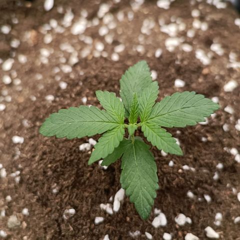 Purple Punch Autoflower growlog timeline photo