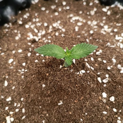 Purple Punch Autoflower growlog timeline photo