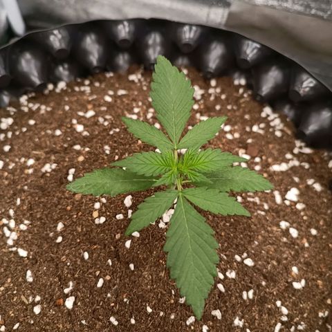 Purple Punch Autoflower growlog timeline photo