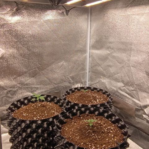 Purple Punch Autoflower growlog timeline photo