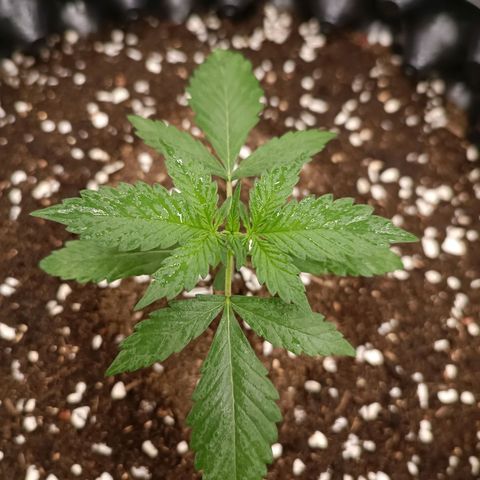 Purple Punch Autoflower growlog timeline photo
