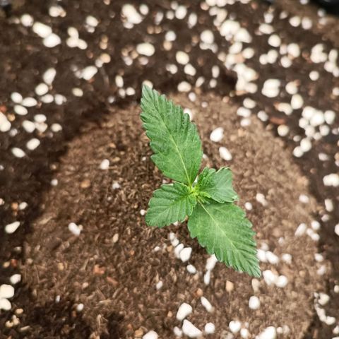 Purple Punch Autoflower growlog timeline photo