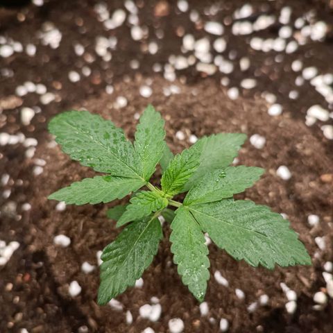 Purple Punch Autoflower growlog timeline photo