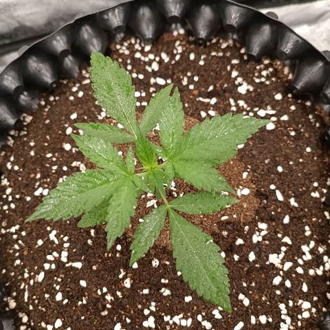 Purple Punch Autoflower growlog timeline photo