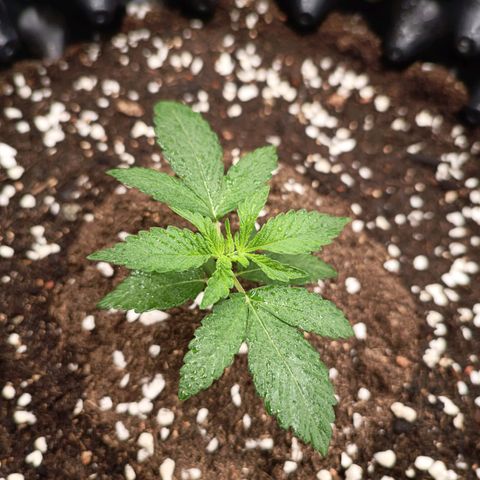 Purple Punch Autoflower growlog timeline photo