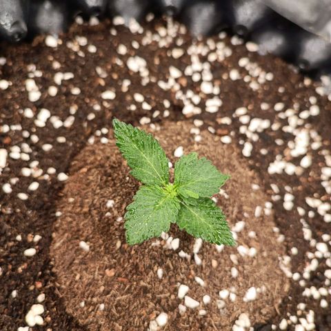 Purple Punch Autoflower growlog timeline photo