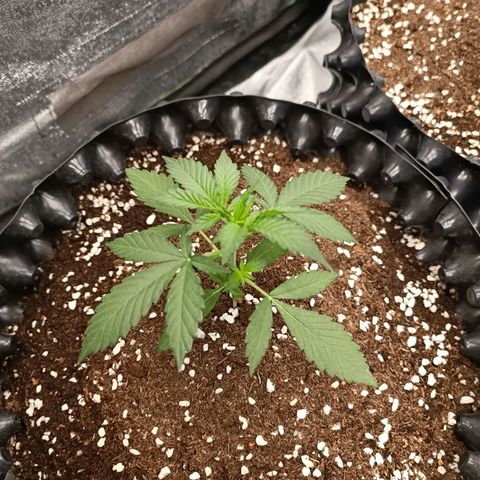 Purple Punch Autoflower growlog timeline photo