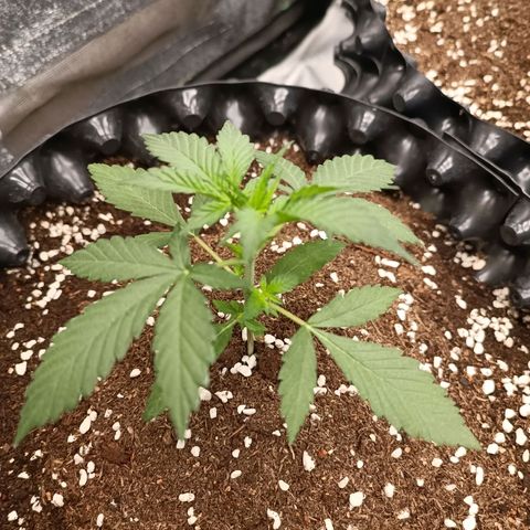 Purple Punch Autoflower growlog timeline photo