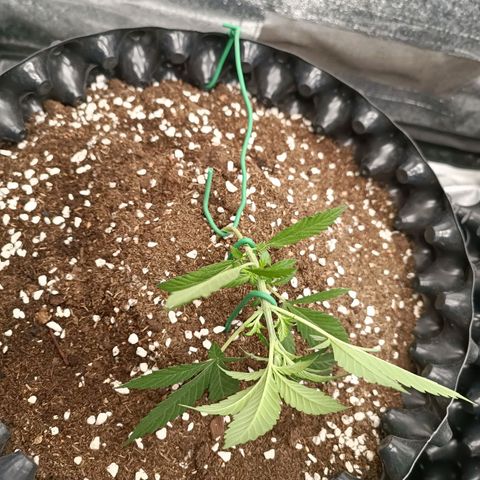 Purple Punch Autoflower growlog timeline photo