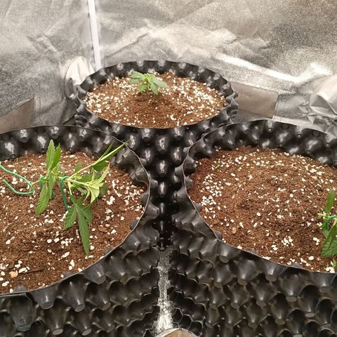 Purple Punch Autoflower growlog timeline photo