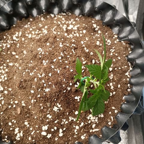 Purple Punch Autoflower growlog timeline photo