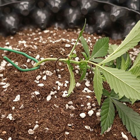 Purple Punch Autoflower growlog timeline photo