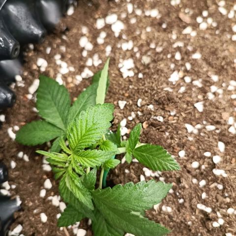 Purple Punch Autoflower growlog timeline photo