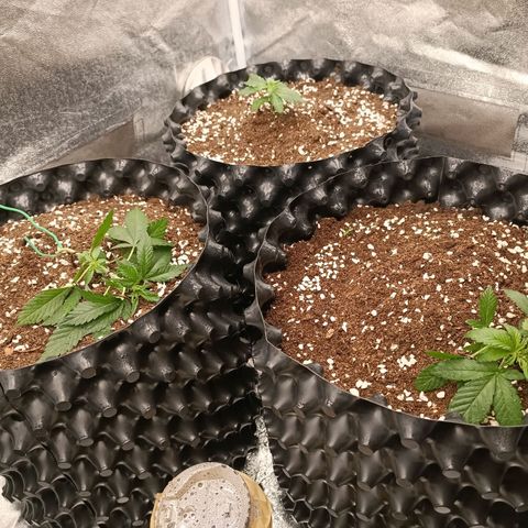 Purple Punch Autoflower growlog timeline photo