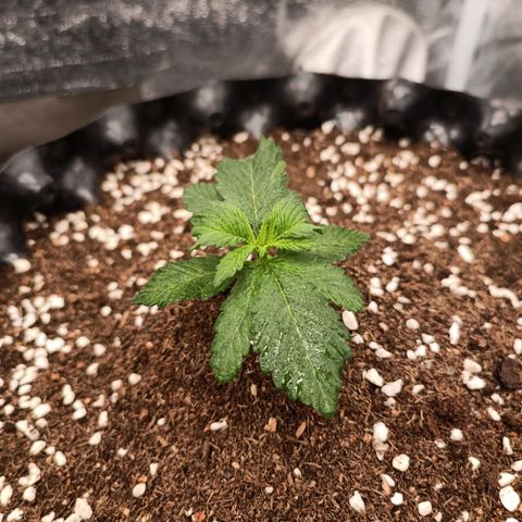Purple Punch Autoflower growlog timeline photo