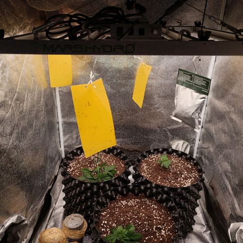 Purple Punch Autoflower growlog timeline photo