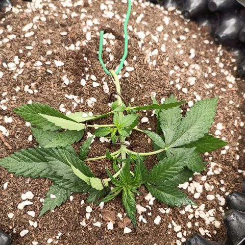 Purple Punch Autoflower growlog timeline photo