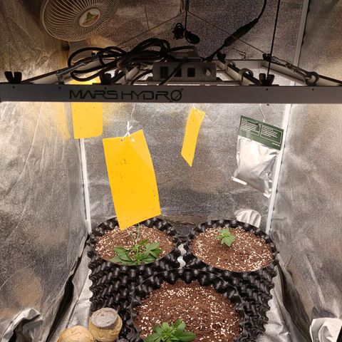 Purple Punch Autoflower growlog timeline photo