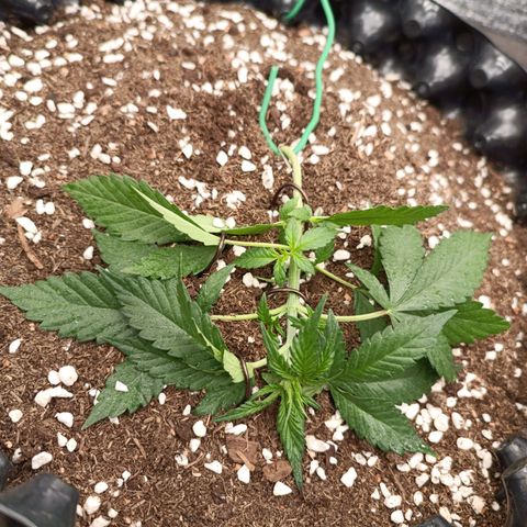 Purple Punch Autoflower growlog timeline photo