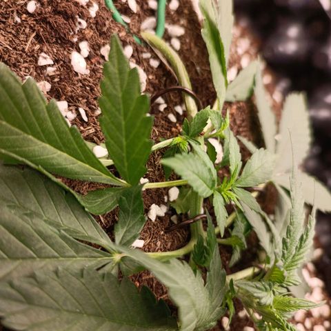 Purple Punch Autoflower growlog timeline photo
