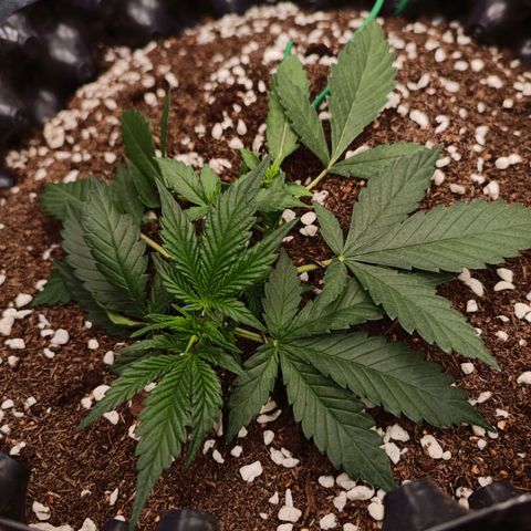 Purple Punch Autoflower growlog timeline photo