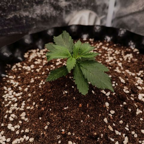 Purple Punch Autoflower growlog timeline photo