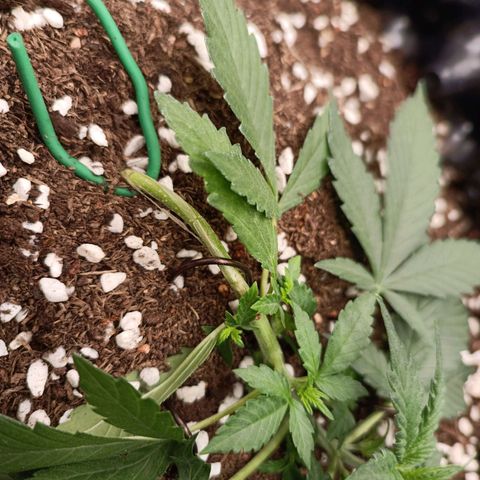 Purple Punch Autoflower growlog timeline photo