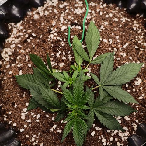 Purple Punch Autoflower growlog timeline photo