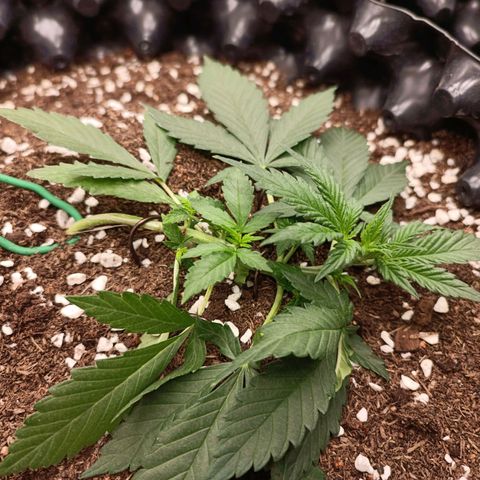 Purple Punch Autoflower growlog timeline photo