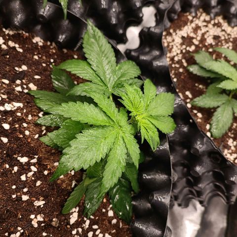 Purple Punch Autoflower growlog timeline photo