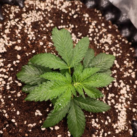 Purple Punch Autoflower growlog timeline photo