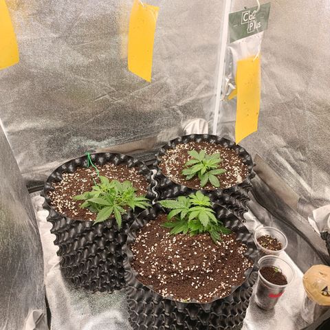 Purple Punch Autoflower growlog timeline photo