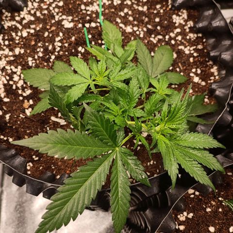 Purple Punch Autoflower growlog timeline photo