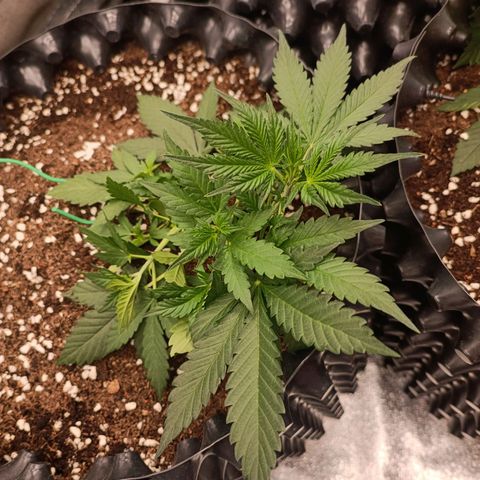 Purple Punch Autoflower growlog timeline photo