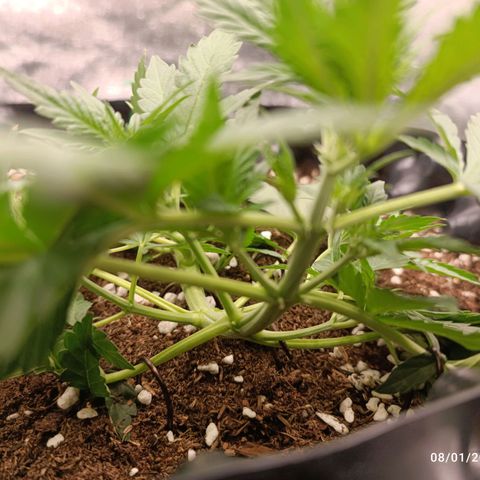 Purple Punch Autoflower growlog timeline photo