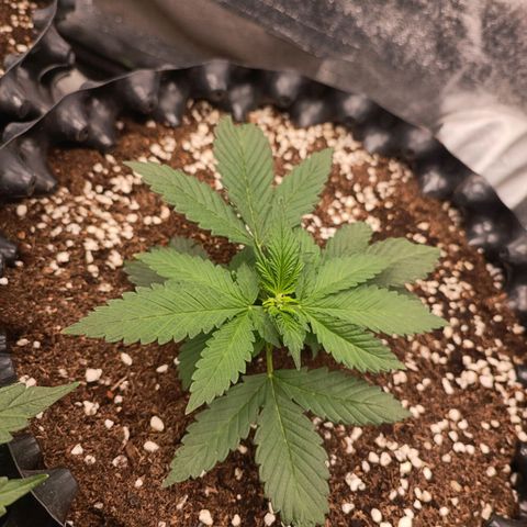 Purple Punch Autoflower growlog timeline photo