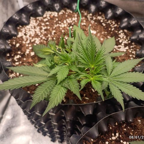 Purple Punch Autoflower growlog timeline photo