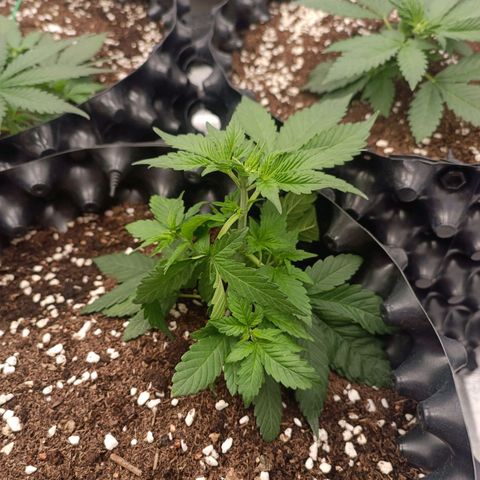 Purple Punch Autoflower growlog timeline photo